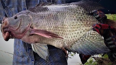 NHỮNG CHÚ CÁ PHI SIÊU KHỦNG TẠI ĐẬP THỦY ĐIỆN ĐA MI