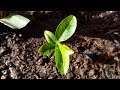 Growing Lemon Trees from Seeds for 5 Months