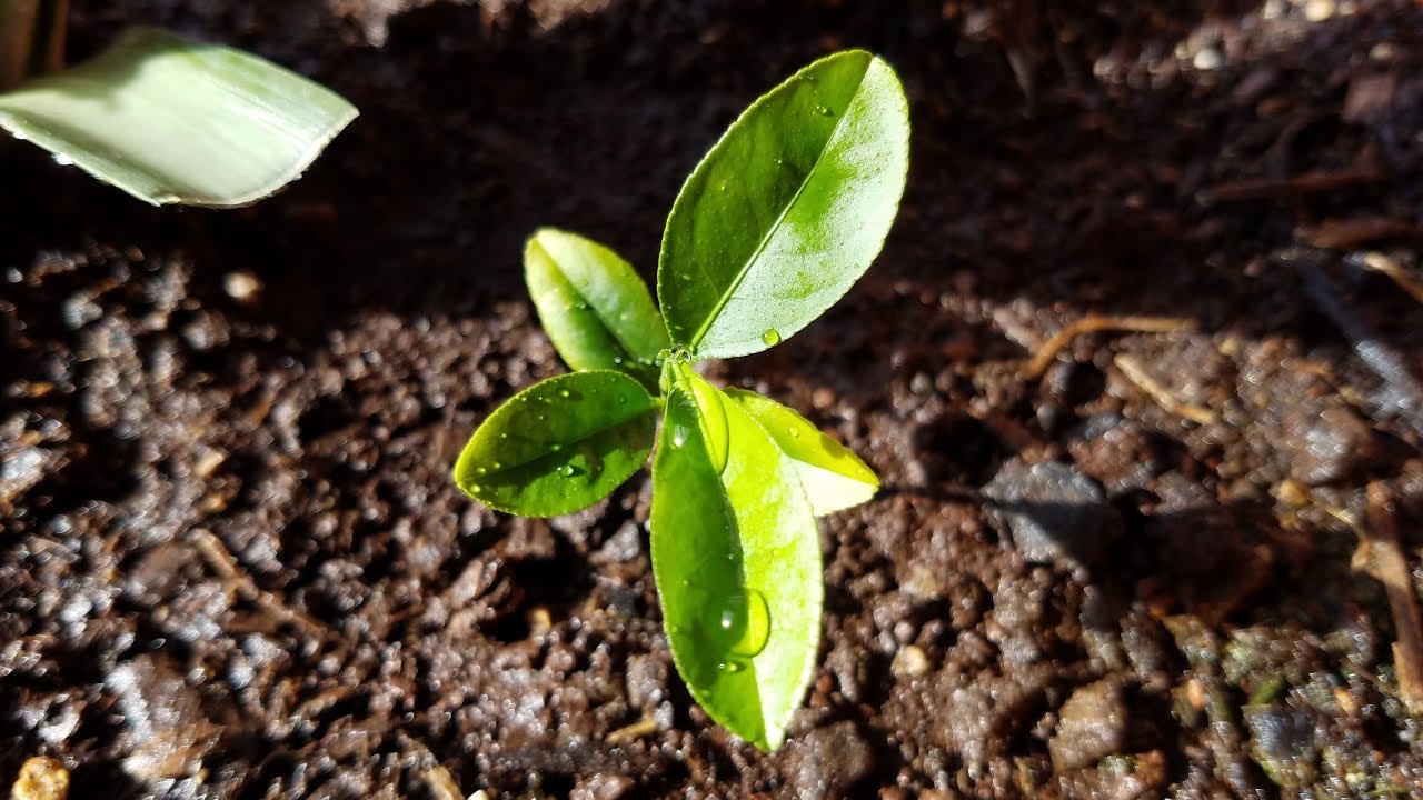 Growing Lemon Trees from Seeds for Months