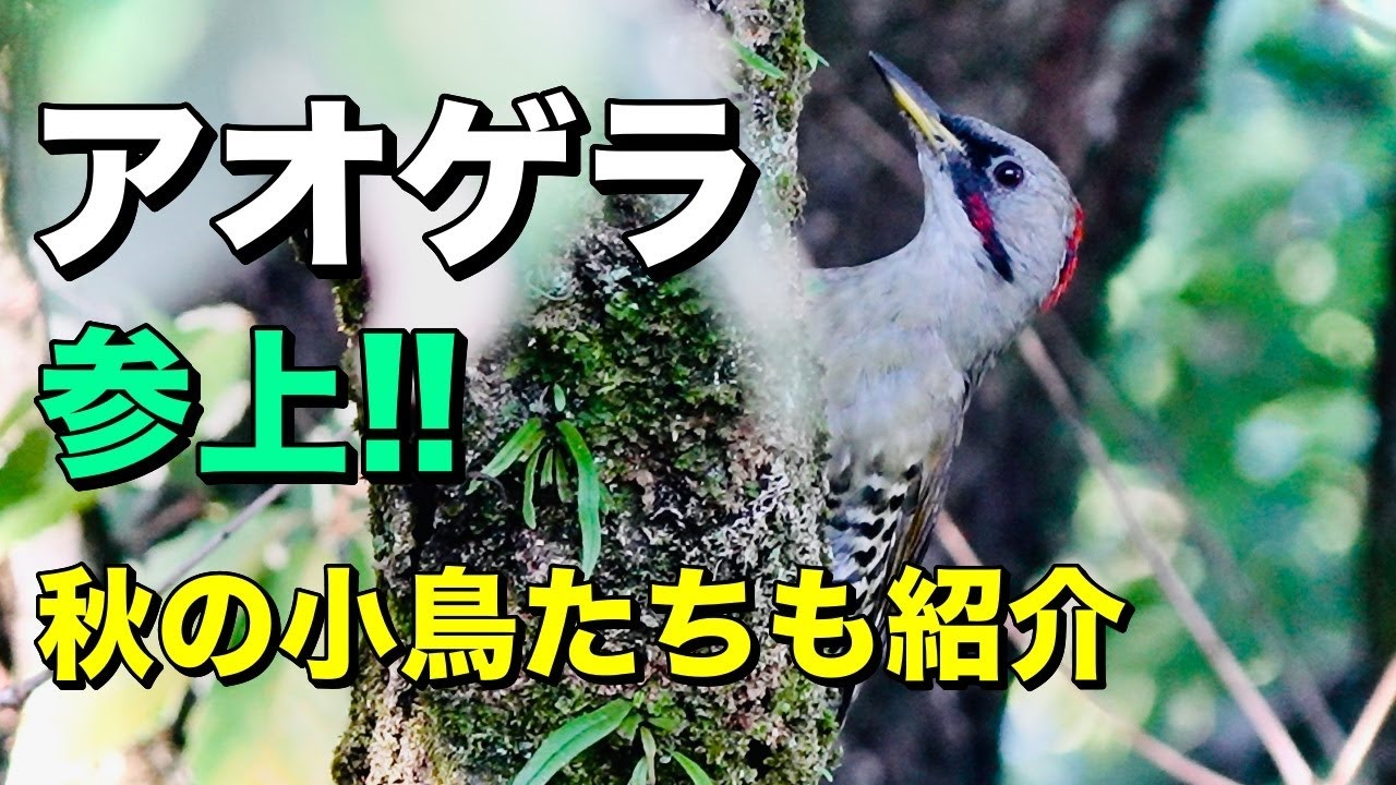 アオゲラ参上！セッカやムシクイたちも - YouTube