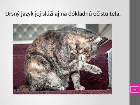 Video: Mačka Nepoužíva Schránku Na Vrh? Ako Zvládnuť Chorobu Močových Ciest Mačiek