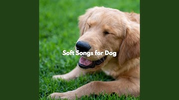 Modern Electric and Acoustic Piano - Vibe for Forgetting Mirrors