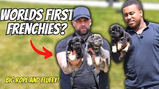 Big Rope Fluffy Frenchies (Very Rare) Pink Gene DNA | #FrenchieChat with Team Bulldogs UK