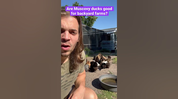 Are Muscovy ducks good for laying eggs?￼