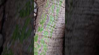 Green Bark On Ceiba Kapok Tree Playa Del Carmen Mexico Tropical Plant Life