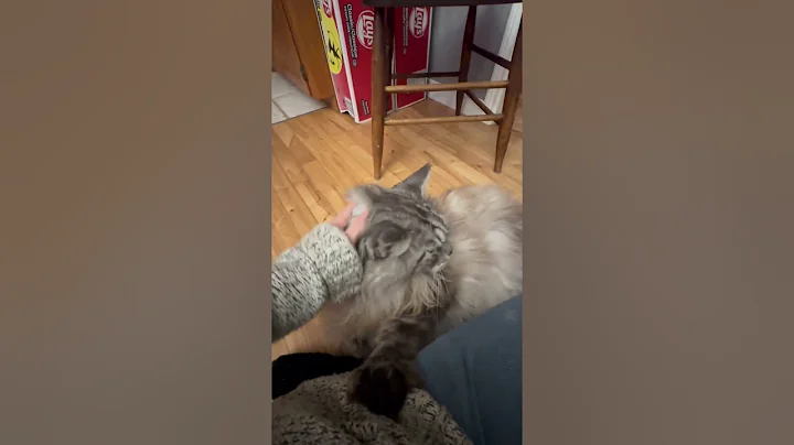 Watch the video about Big cute fluffy n playful Polydactyl MaineCoon kitty funny cats pets animals reels videos #shorts