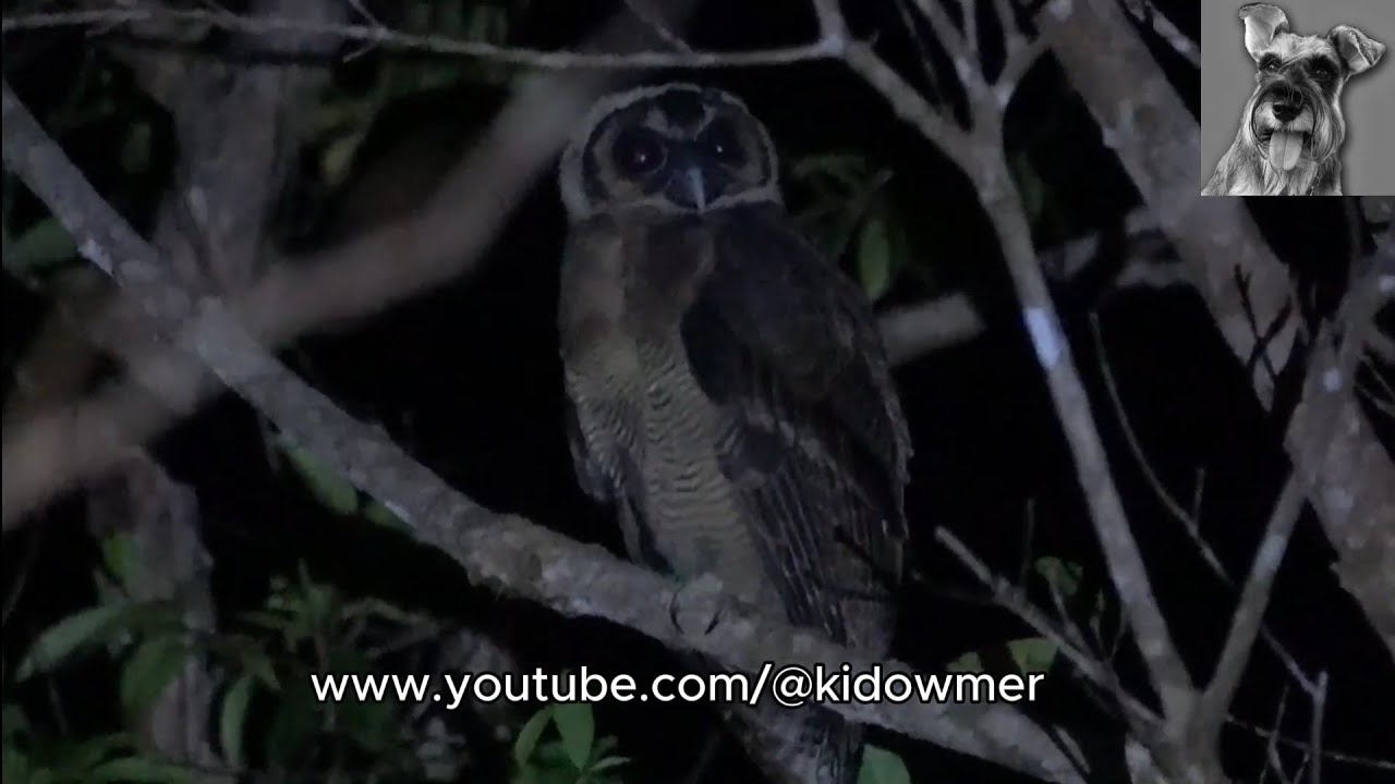 Bird Call: A little BROWN WOOD OWLET, Fraser's Hill, West Malaysia