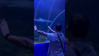 Shark