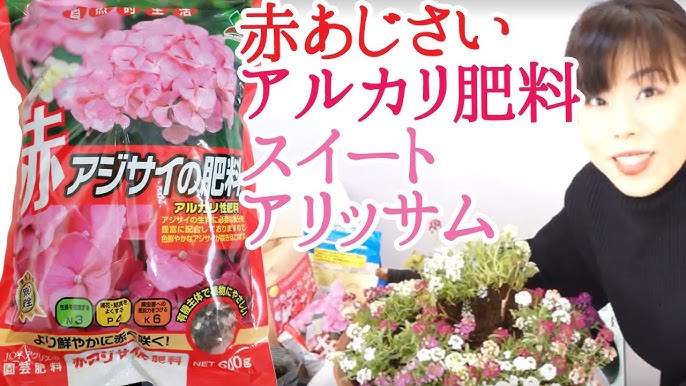 母の日ギフトあじさい さかもと園芸作出 フェアリーキッス Fairykiss Sakamotoengei 群馬の鉢花 新品種 桐生 黒保根 Hydrangea Cyclamen Youtube
