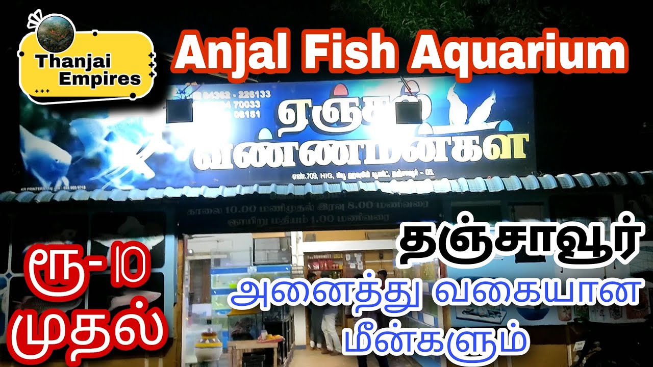 anjal fish aquarium in Thanjavur thanjavur fish fishaquarium 