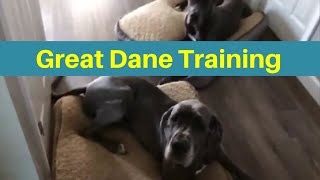 Great Dane Training - Dog Training Peachtree City Ga by TrueLifeK9 86 views 6 years ago 54 seconds