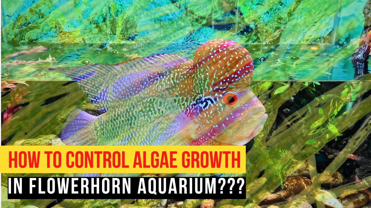 How to Control Algae Growth in Your Aquarium - Petland Texas