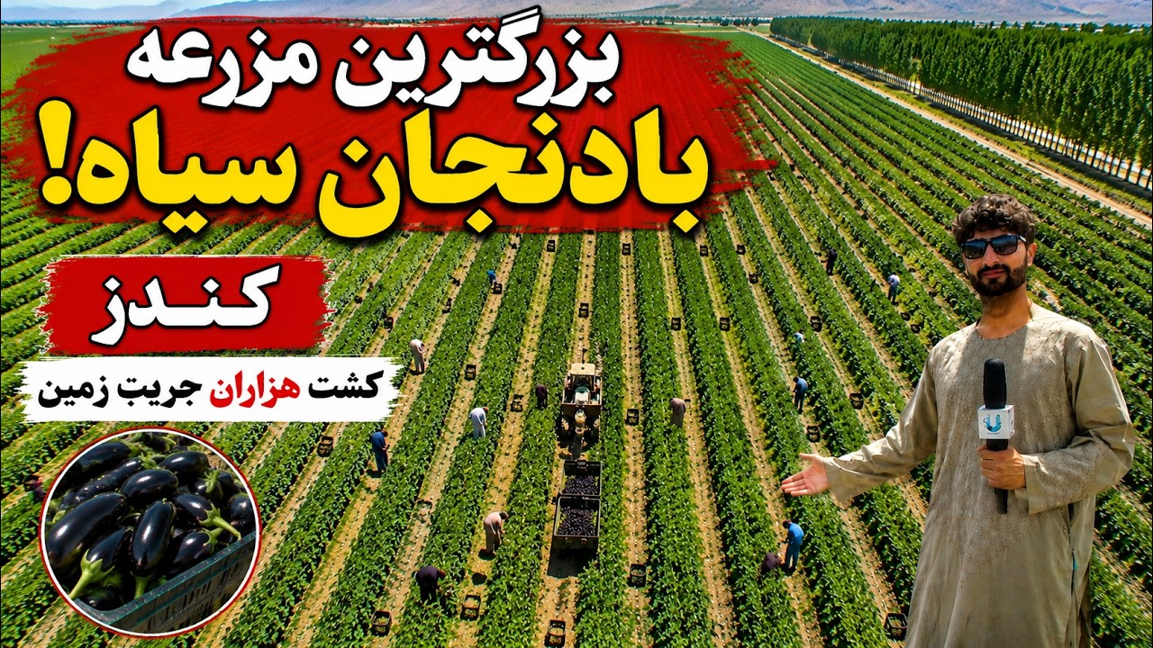 بزرگ‌ترین مزارع بادنجان سیاه در کندز؛ فصل برداشت این محصول آغاز شد و دهقانان از حاصلات امسال رضایت دارند.

در این گزارش از روند برداشت، وضعیت بازار و حاصلات بادنجان سیاه در ولسوالی‌ها و روستاهای کندز دیدن می‌کنید.

Kunduz Agriculture | Eggplant Harvest | Afghanistan Farming

#بادنجان_سیاه
#کندز
#زراعت_افغانستان
#حاصلات
#Kunduz
#Afghanistan
#Eggplant
#Agriculture