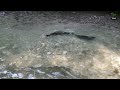 Salmon Journey: Upstream in a Shallow Creek