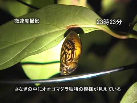 沖縄 石垣島 オオゴマダラ蝶の羽化 映像動物図鑑 Youtube