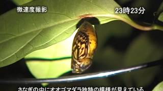 沖縄 石垣島 オオゴマダラ蝶の羽化 映像動物図鑑 Youtube