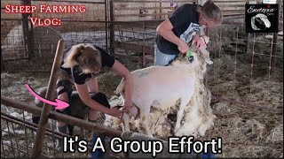 Sorting, Moving, and Shearing Sheep: A Day on the Farm With Some Unexpected Help!