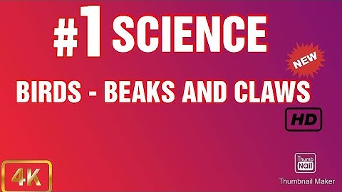 CBSE: Class 4: Science: Beaks and claws of birds