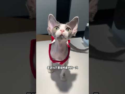 不知道會便宜哪位家長 #萬物可愛計劃 #爪住夏天每一幀 #德文捲毛貓 #德文 thumbnail