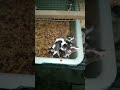Part5 Tikus Mencit Musmusculus Regenerasi Indukan