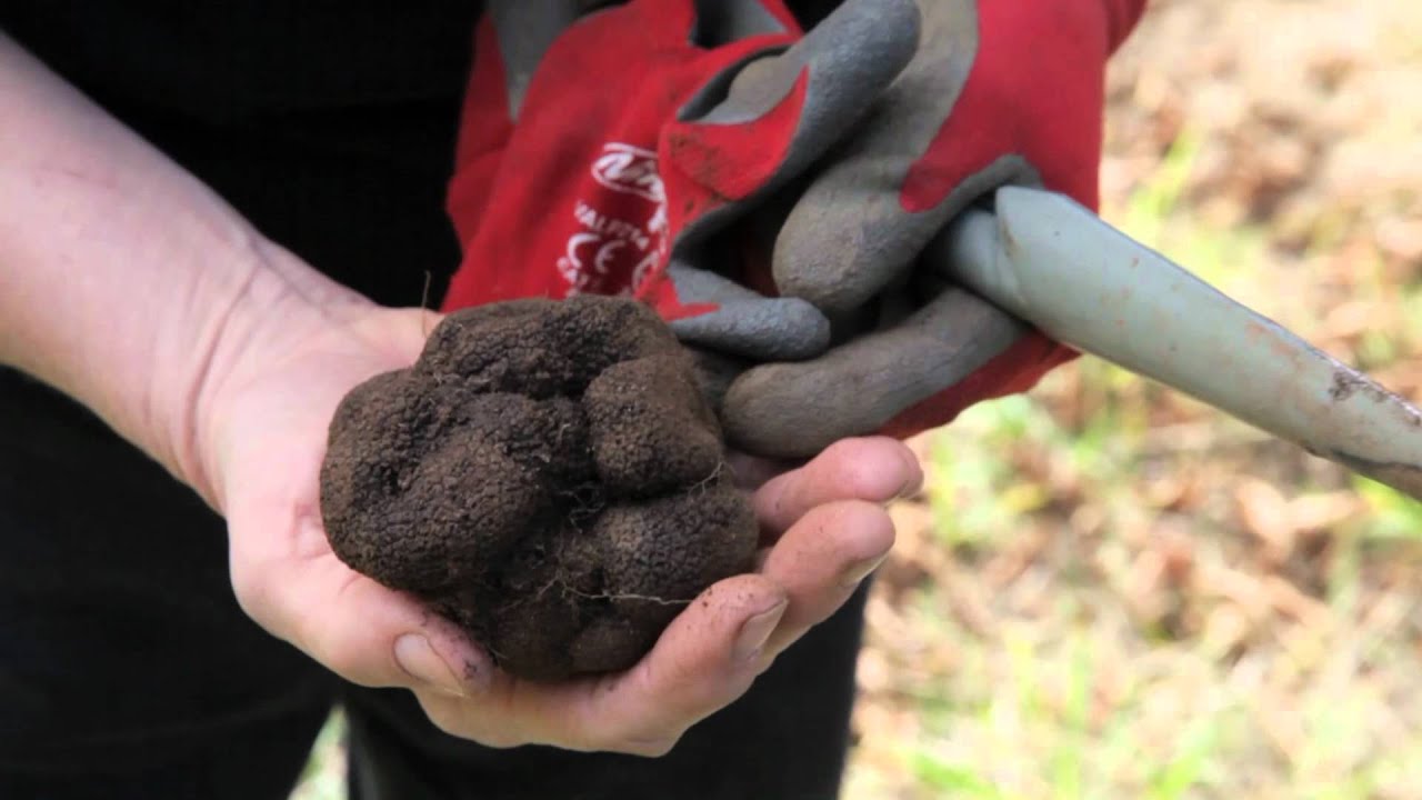2012 Truffle Festival - Early Truffles Terra Preta 