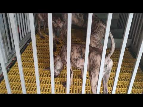 Video Bán chó phú quốc vện kem cái rất đẹp. 0932130879. - youtube