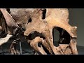 Triceratops fossil awaits auction