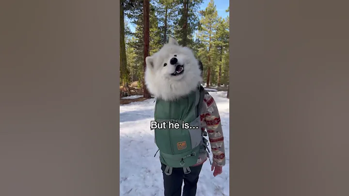 But he’s just a baby 🥺 #dog #samoyed #shorts - DayDayNews