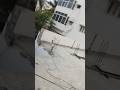 concrete shipping videos #funny #food #comedysong #song #viralvideo #youtubeshorts