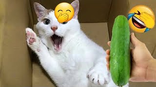 Funny Cat Video Compilation😁World's Funniest Cat Videos😻Funny Cat Videos Try Not To Laugh😺#5 by Pet Killahbeec  17,972 views 1 month ago 31 minutes