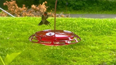 Hummingbird in Slow Motion - Wonderful World of the Ruby-throat Hummingbird