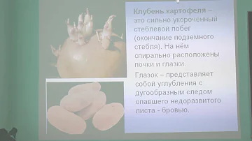 Агрономия. Клубнеплоды