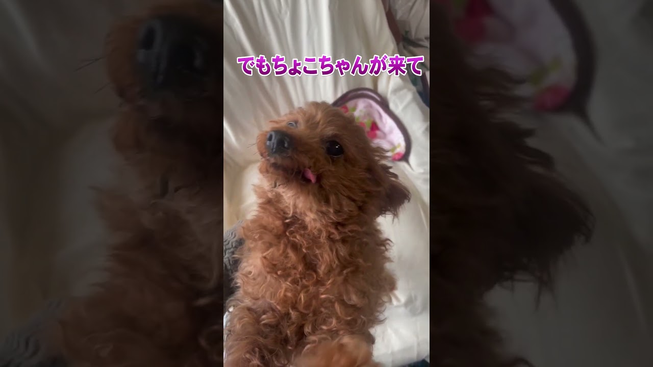Choco-chan is Choco-chan [A very short video] #shorts - YouTube