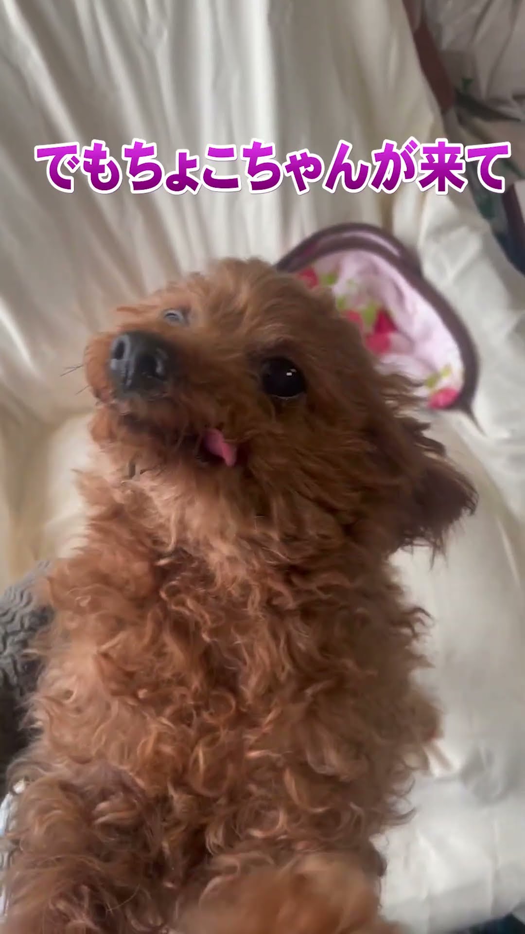 Choco-chan is Choco-chan [A very short video] #shorts - YouTube