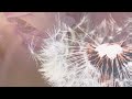 RELAXING MUSIC