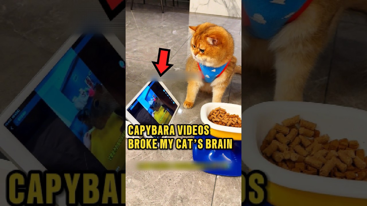 Never Let Your Cat Watch Capybara Videos 😂❤️