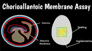Chorioallantoic Membrane  Assay | CAM Assay |