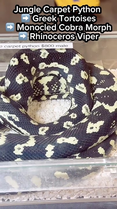 Carpet Python x Greek Tortoise - YouTube
