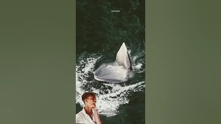 Why you should never go near a blue whale's mouth #whale #shorts