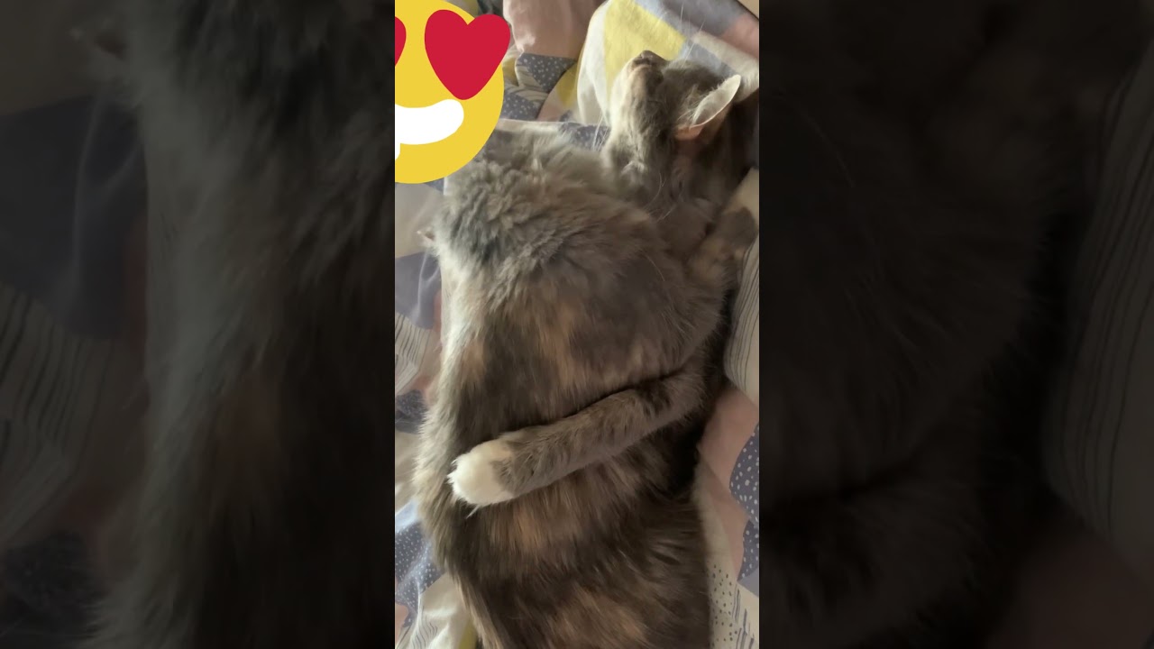 Louna and Elis❣️Sister love #cats #acousticrock #music #animals #sisterlove #cute