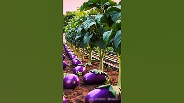 Why Organic Farming Is More Beautiful Than You Think