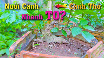 Nuôi Cành, Nuôi Thân Nhanh To bằng cách này