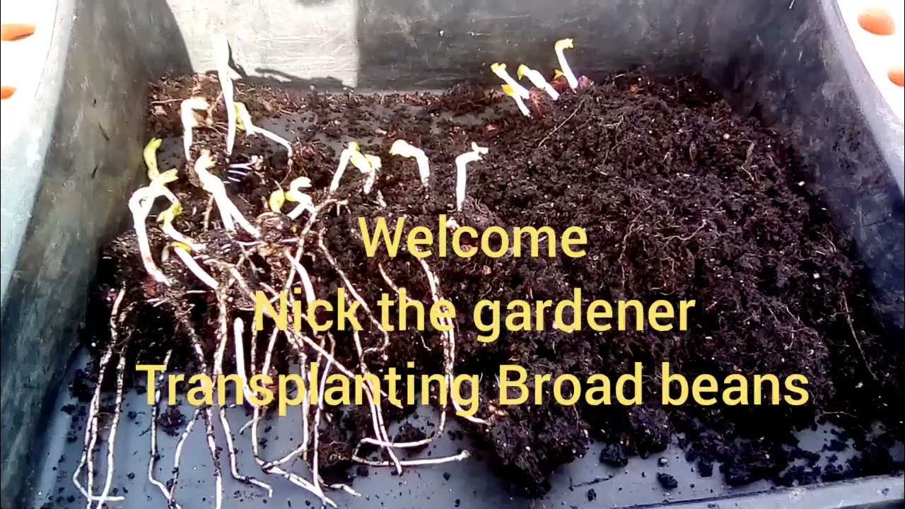Transplanting Broad beans in the"Nick" of time! Thanks Terry! YouTube
