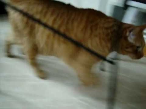  Super  Fat  Cat  Adventures 1 A New Begining YouTube