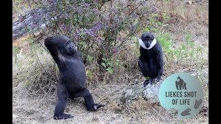 ONE  YEAR OLD GORILLA KIANGO CHALLENGES THE SMALLER MONKEY