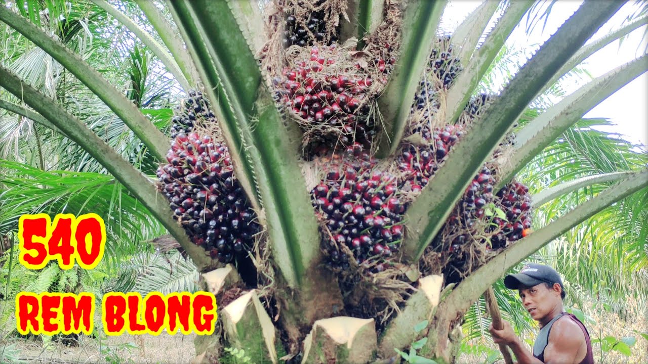 rem blong PPKS 540  2hektar  4ton gak ada obat