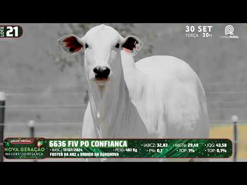 LOTE 21   DVD 6636