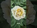 #піон#півонії#rienzy# сайт для замовлення//http: iris-day.com.ua//