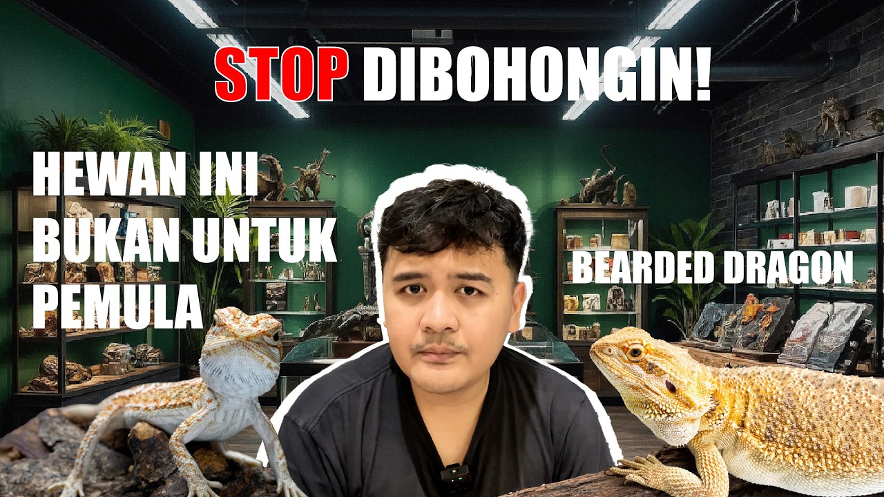 STOP DIBOHONGI! Bearded Dragon Itu BUKAN Reptil Pemula (Fakta Pahit)