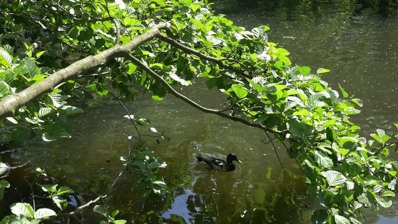 GH4 Autofocus Test 4K Cinema D Profile Duck